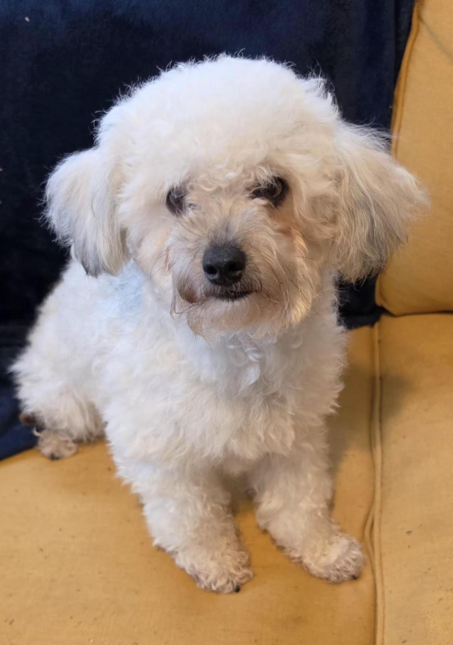 Enlarge Atlas, a ADOPTABLE mixed breed in Scarborough, ON image 3/5