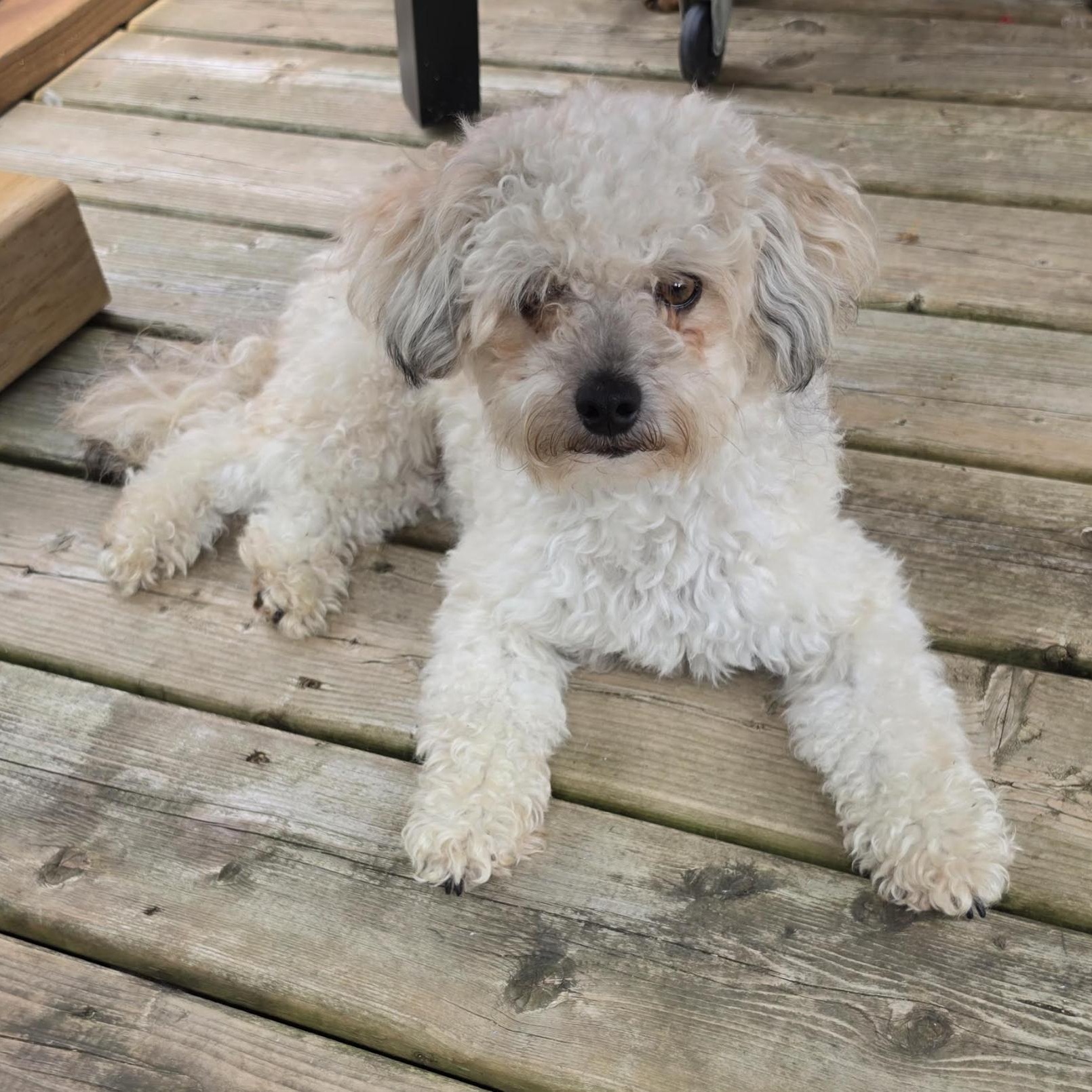 Atlas, ADOPTABLE, Young Male Poodle.