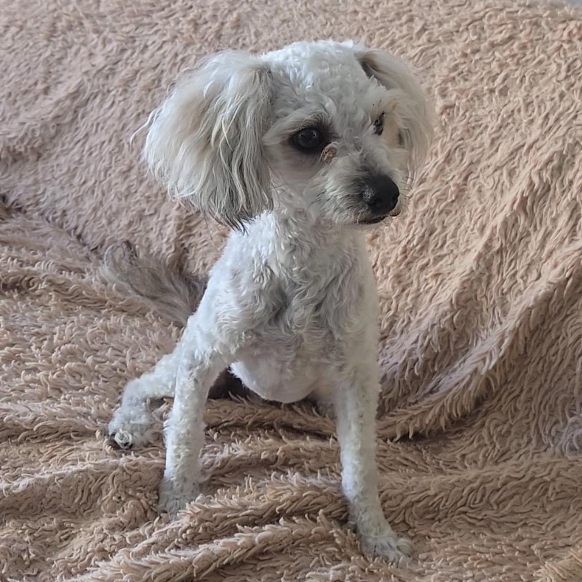 Atlas 99.00 ADOPTION FEE, Adoptable, Young Male Poodle.