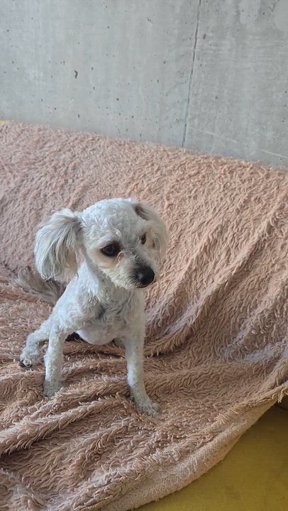 Enlarge Atlas 99.00 ADOPTION FEE, a Adoptable mixed breed in Scarborough, ON video 6/6