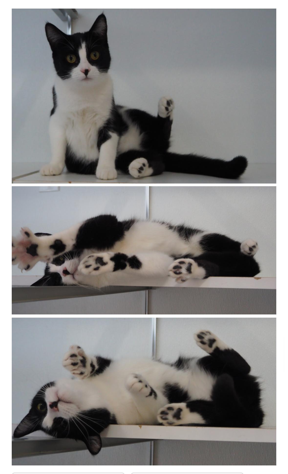 Monica, an adoptable Domestic Short Hair in Courtenay, BC, V9N 7T4 | Photo Image 3