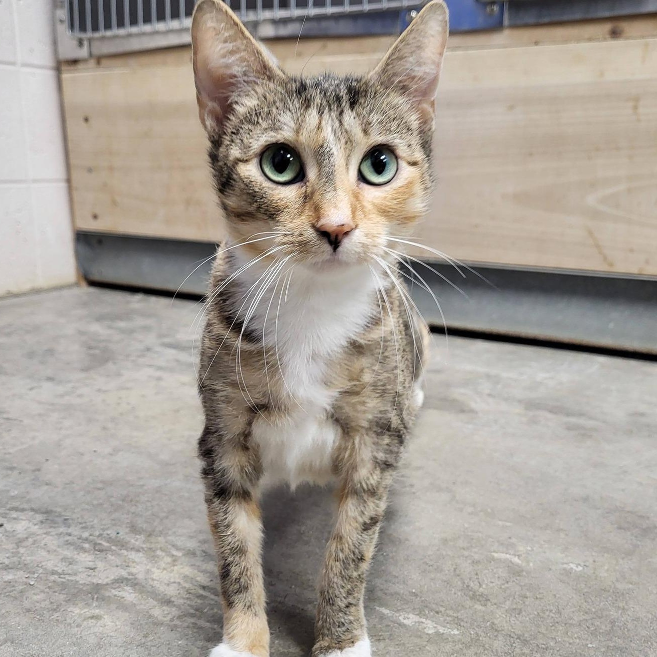 Ingrid, adopted, Adult Female Domestic Short Hair.