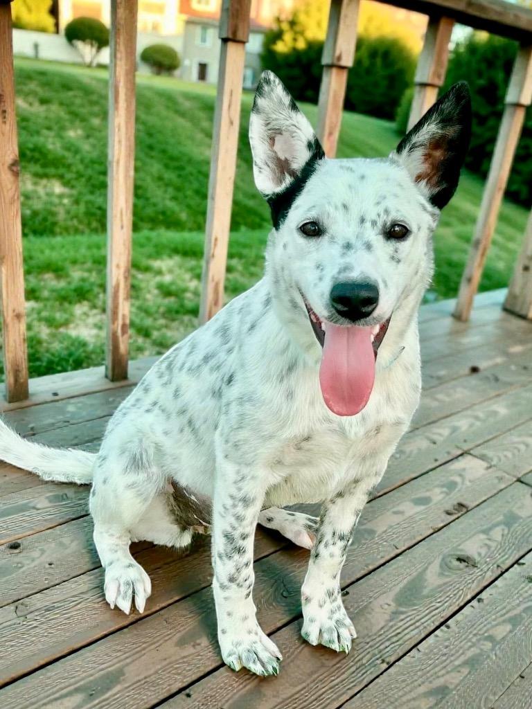 Sovereignty, Adoptable, Young Female Cattle Dog & Mixed Breed.