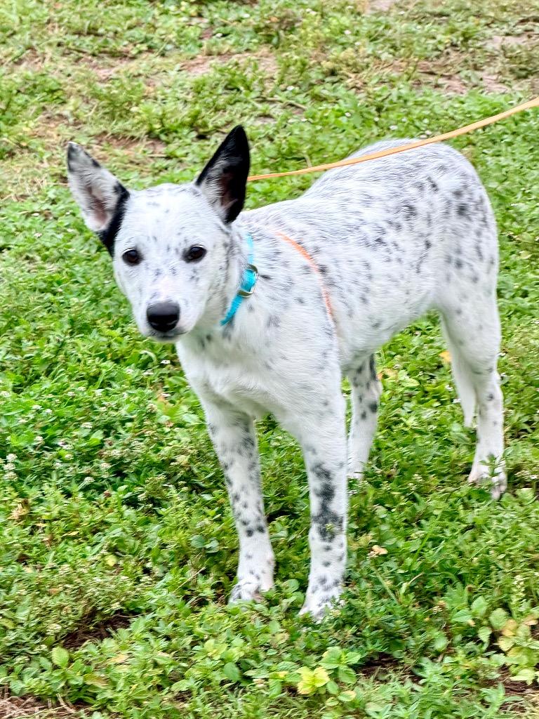Enlarge Sovereignty, a Adoptable mixed breed in Cape Coral, FL image 2/2