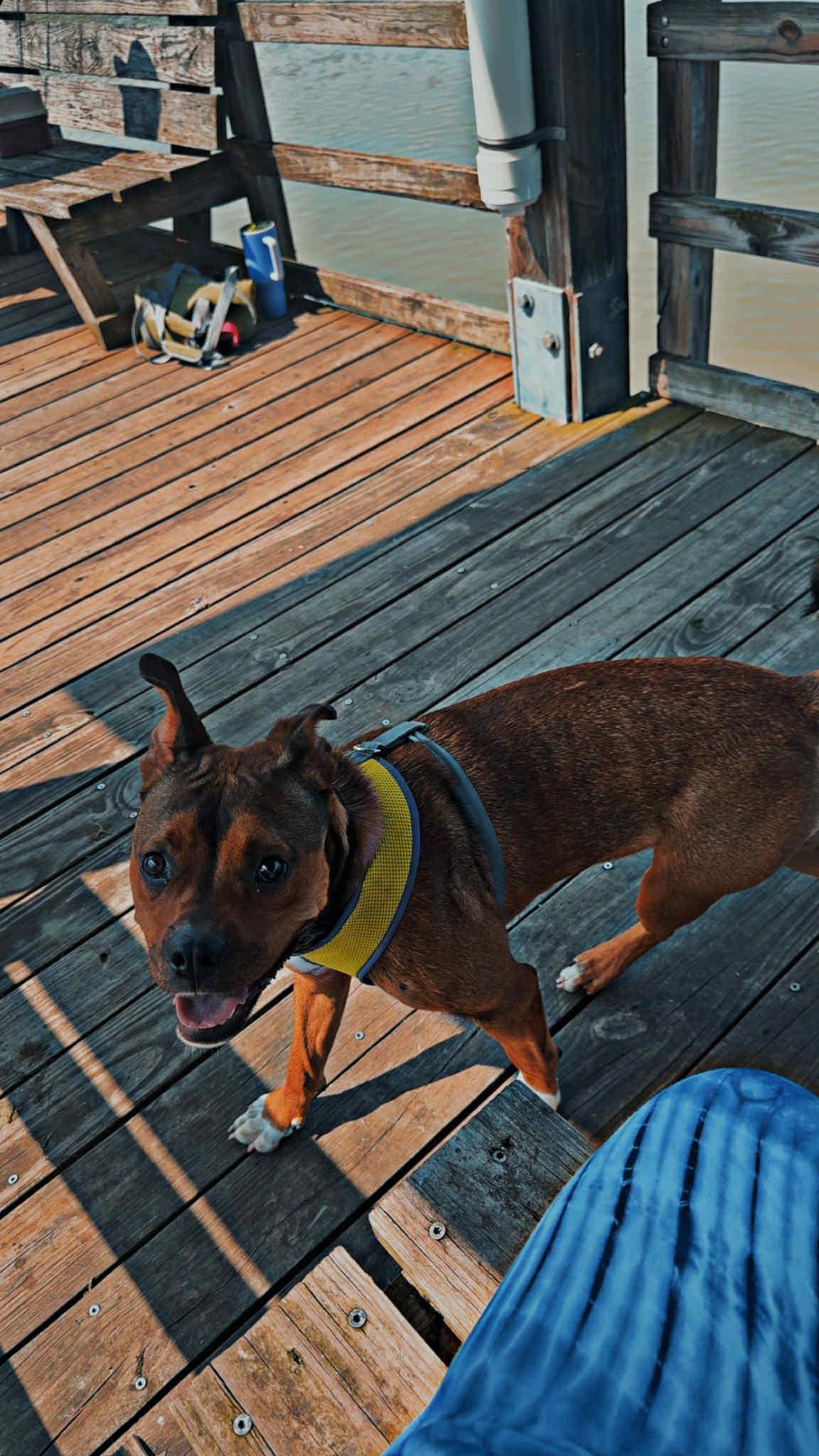 Daisy, ADOPTABLE, Young Female American Bulldog & Rottweiler.