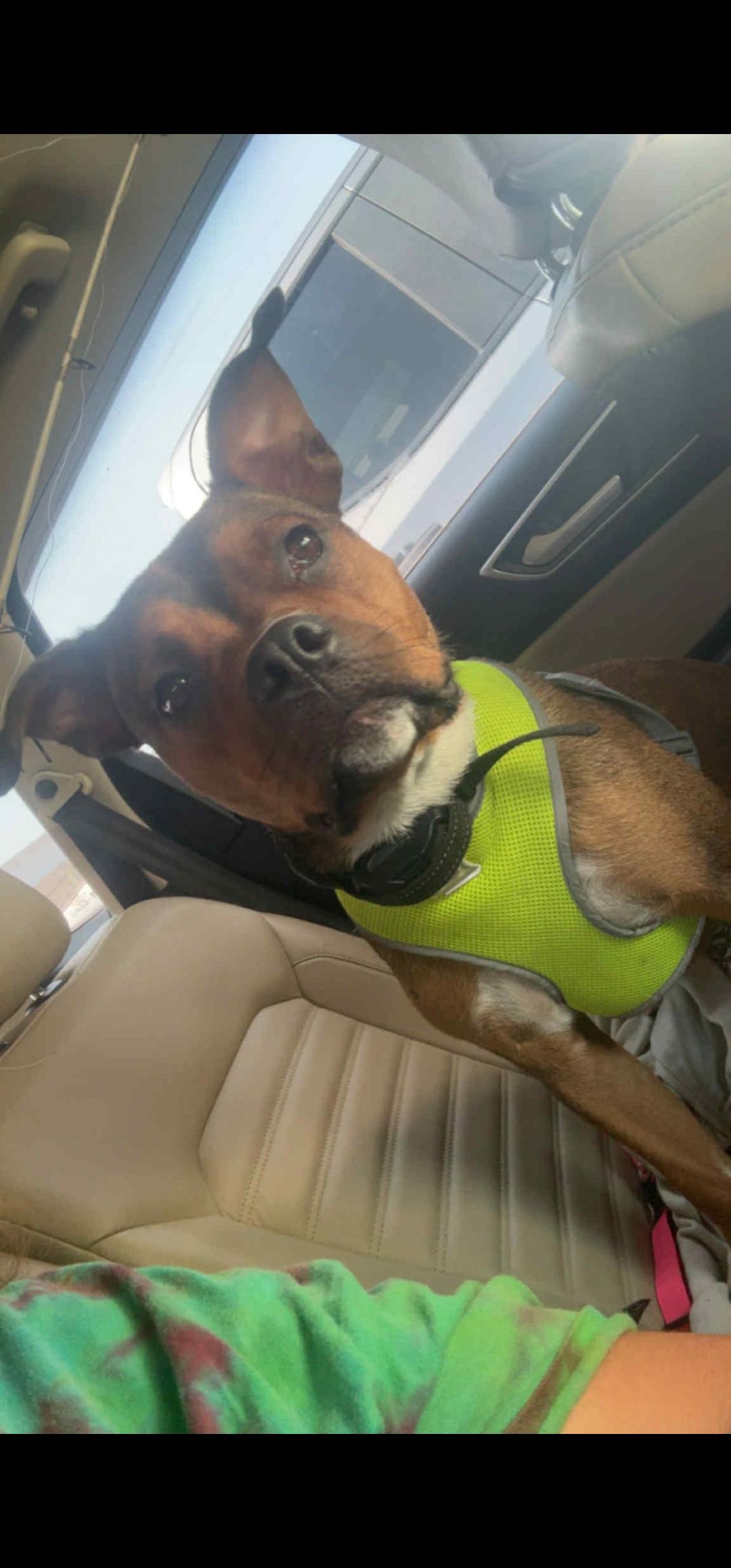 Enlarge Daisy, a ADOPTABLE mixed breed in Bristol, VT image 2/3