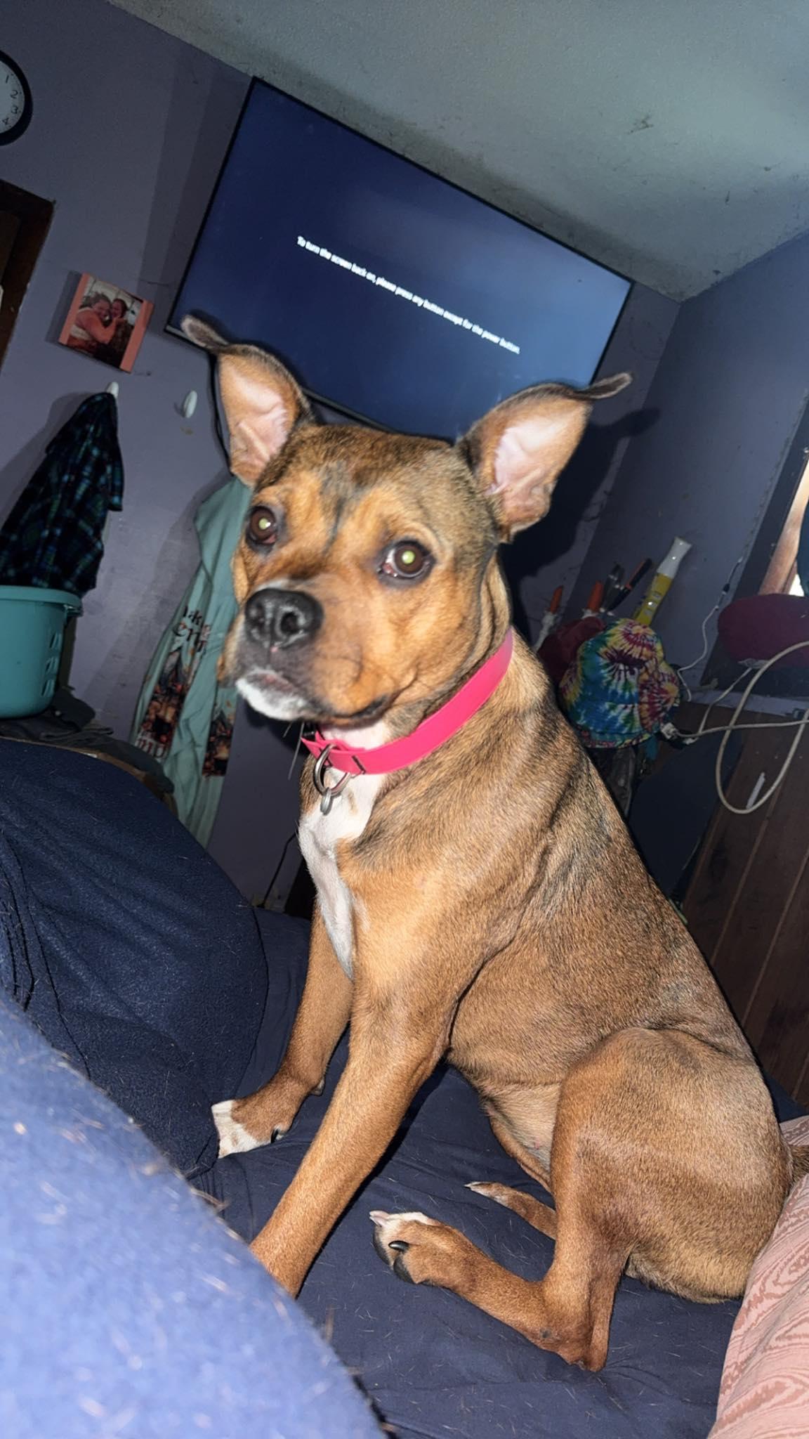 Enlarge Daisy, a ADOPTABLE mixed breed in Bristol, VT image 3/3