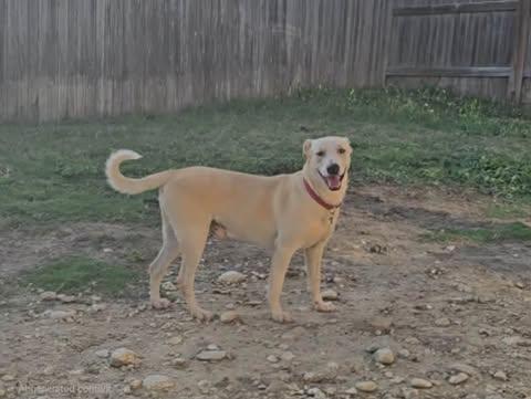 Enlarge Singer, a Adoptable mixed breed in San Antonio, TX image 2/2