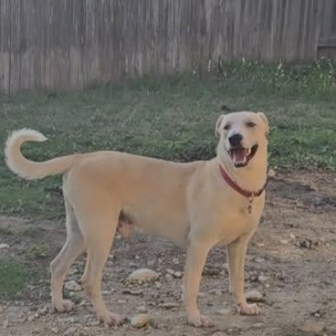 Enlarge Singer, a Adoptable mixed breed in San Antonio, TX image 1/2