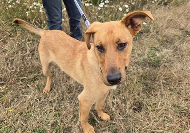 GRAHAM, Adoptable, Young Male Labrador Retriever & Mixed Breed.