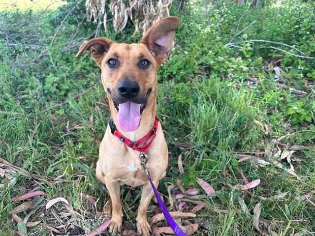 Enlarge GRAHAM, a Adoptable mixed breed in McKinleyville, CA image 1/1