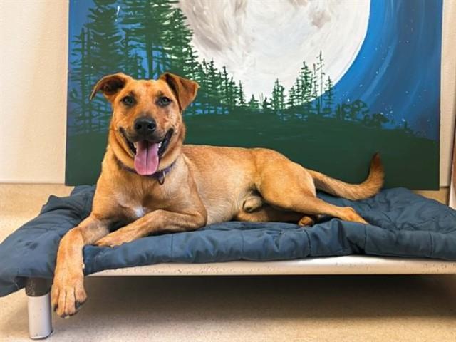 GRAHAM, Adoptable, Young Male Labrador Retriever & Mixed Breed.