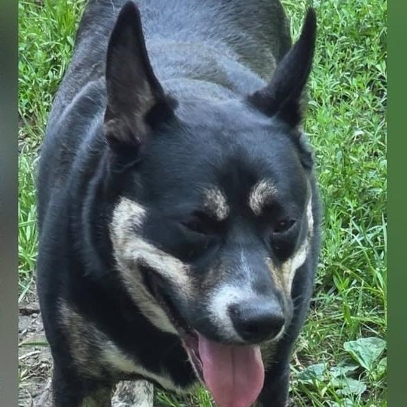 Stapleton Urgent Foster Needed photo