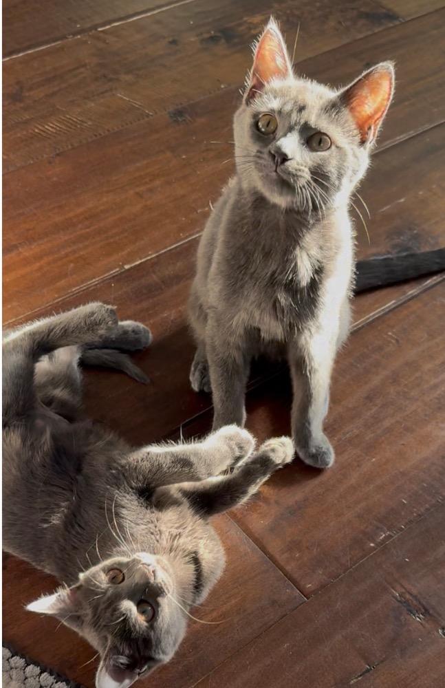 Enlarge Sugar, a Adopted mixed breed in Garden Grove, CA image 3/3