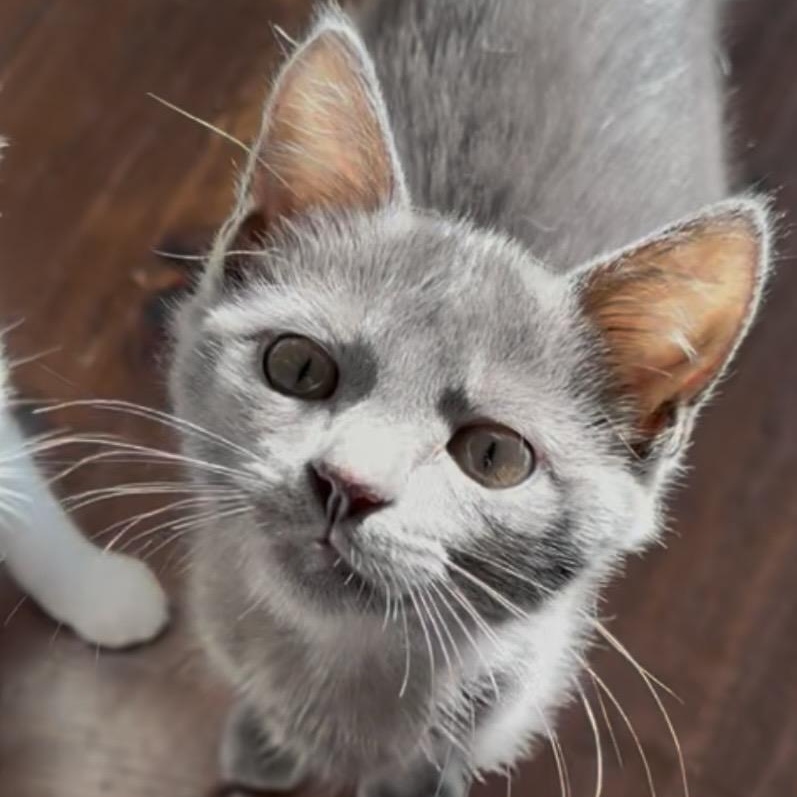 Enlarge Sugar, a Adopted mixed breed in Garden Grove, CA image 2/3