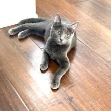 Sugar, Adopted, Young Female Domestic Short Hair & Russian Blue.