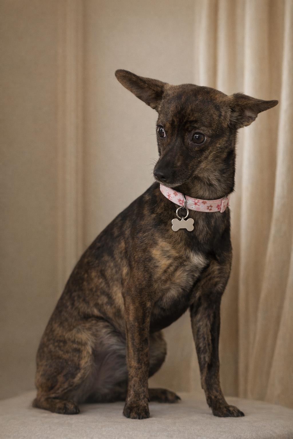 Tiki, a Adopted Chihuahua in Orange, CA image 1/3