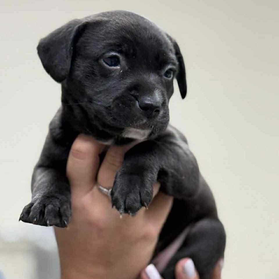 CT Jasmine, a Adoptable mixed breed in Eastford, CT image 2/2