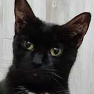 Lacey, ADOPTABLE, Adult Female Tuxedo.