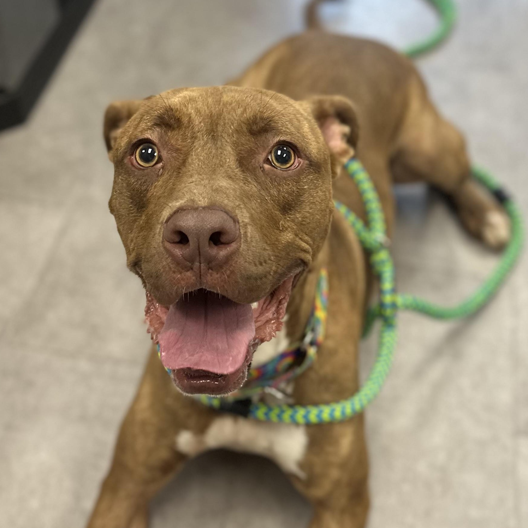 Enlarge Emerson, a Adoptable Mixed Breed in Youngstown, OH image 4/5