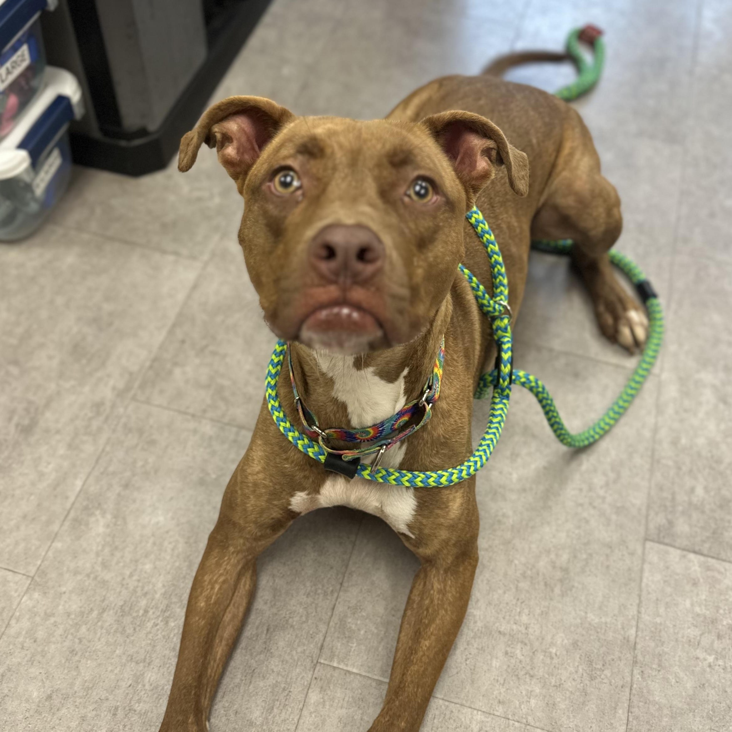 Enlarge Emerson, a Adoptable Mixed Breed in Youngstown, OH image 3/5