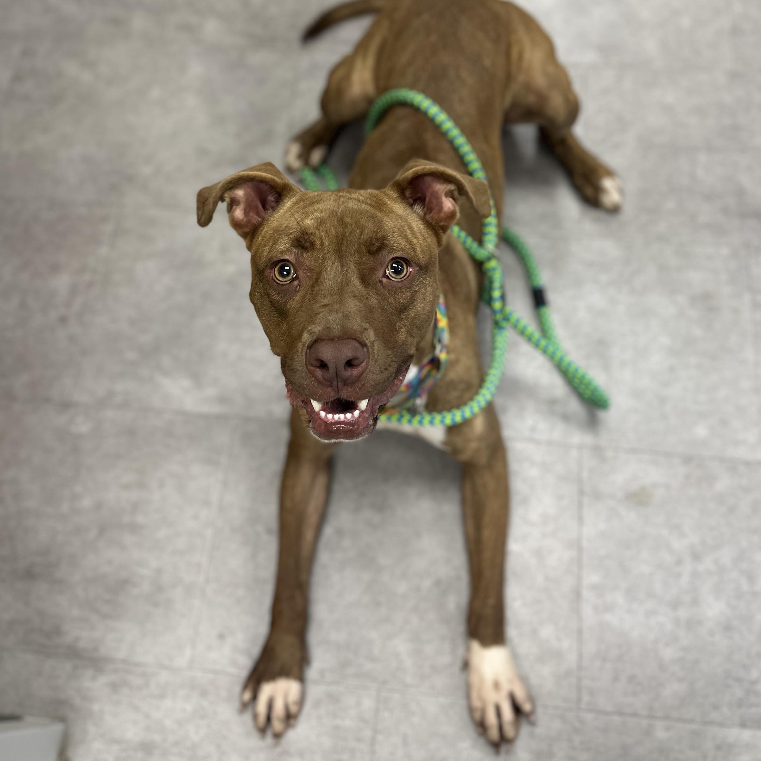 Enlarge Emerson, a Adoptable Mixed Breed in Youngstown, OH image 2/5