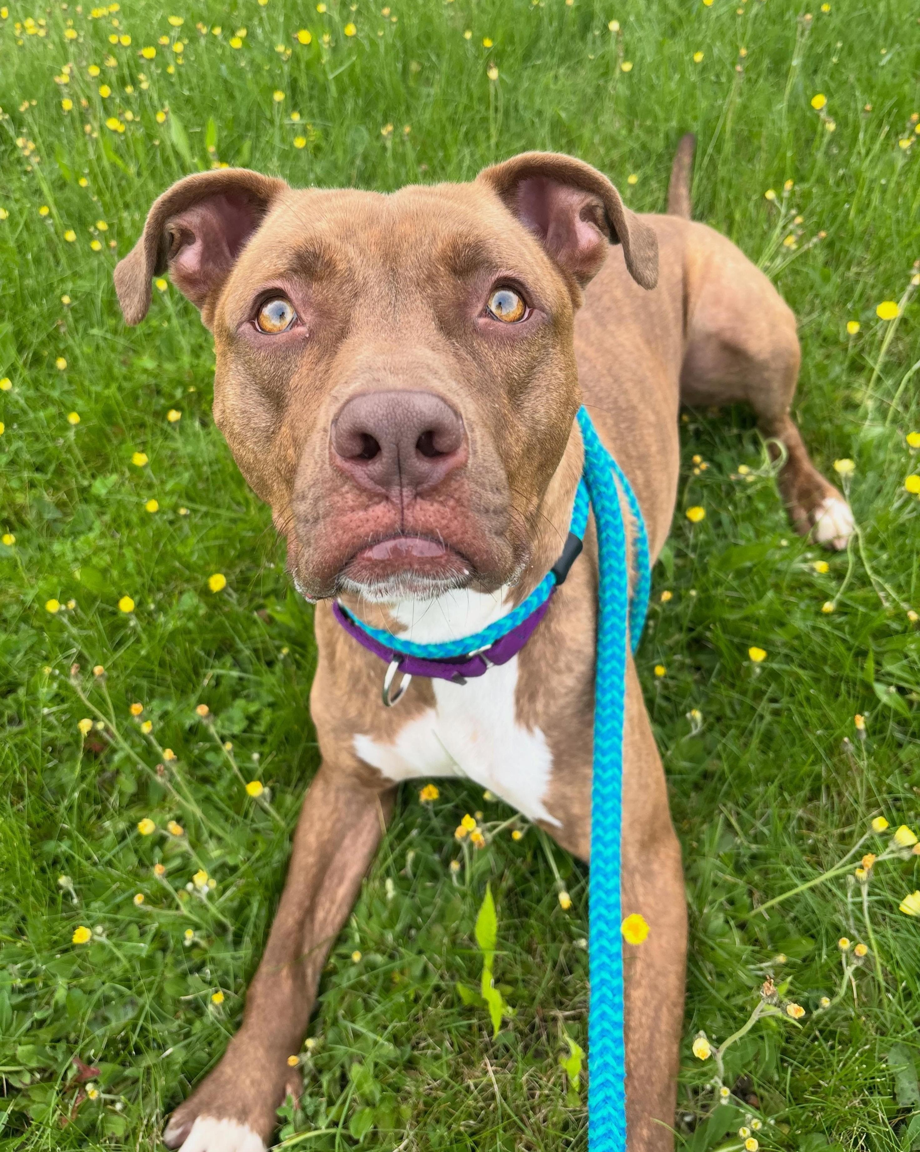 Enlarge Emerson, a Adoptable Mixed Breed in Youngstown, OH image 5/5