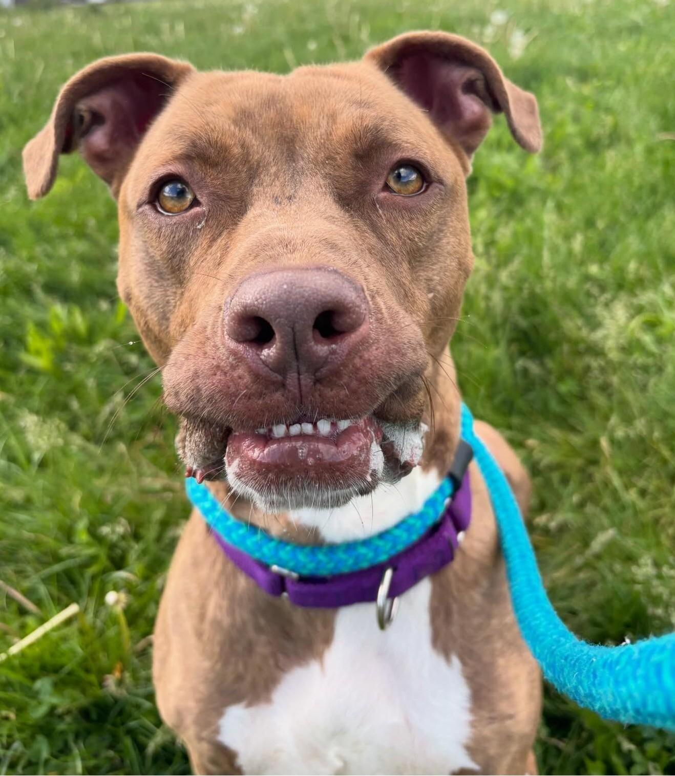 Emerson, Adoptable, Adult Male Mixed Breed.
