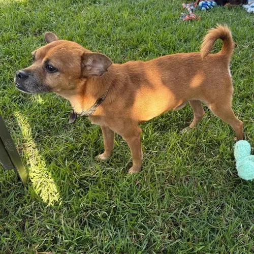 Chavo — thumbnail 2