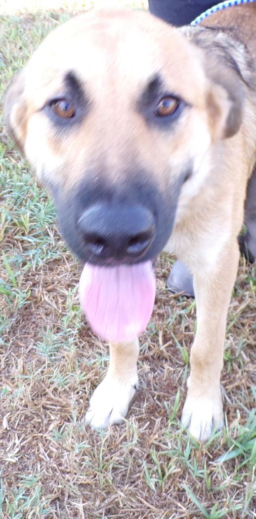 Enlarge CHARLIE, a Adoptable mixed breed in Arcadia, FL image 1/1