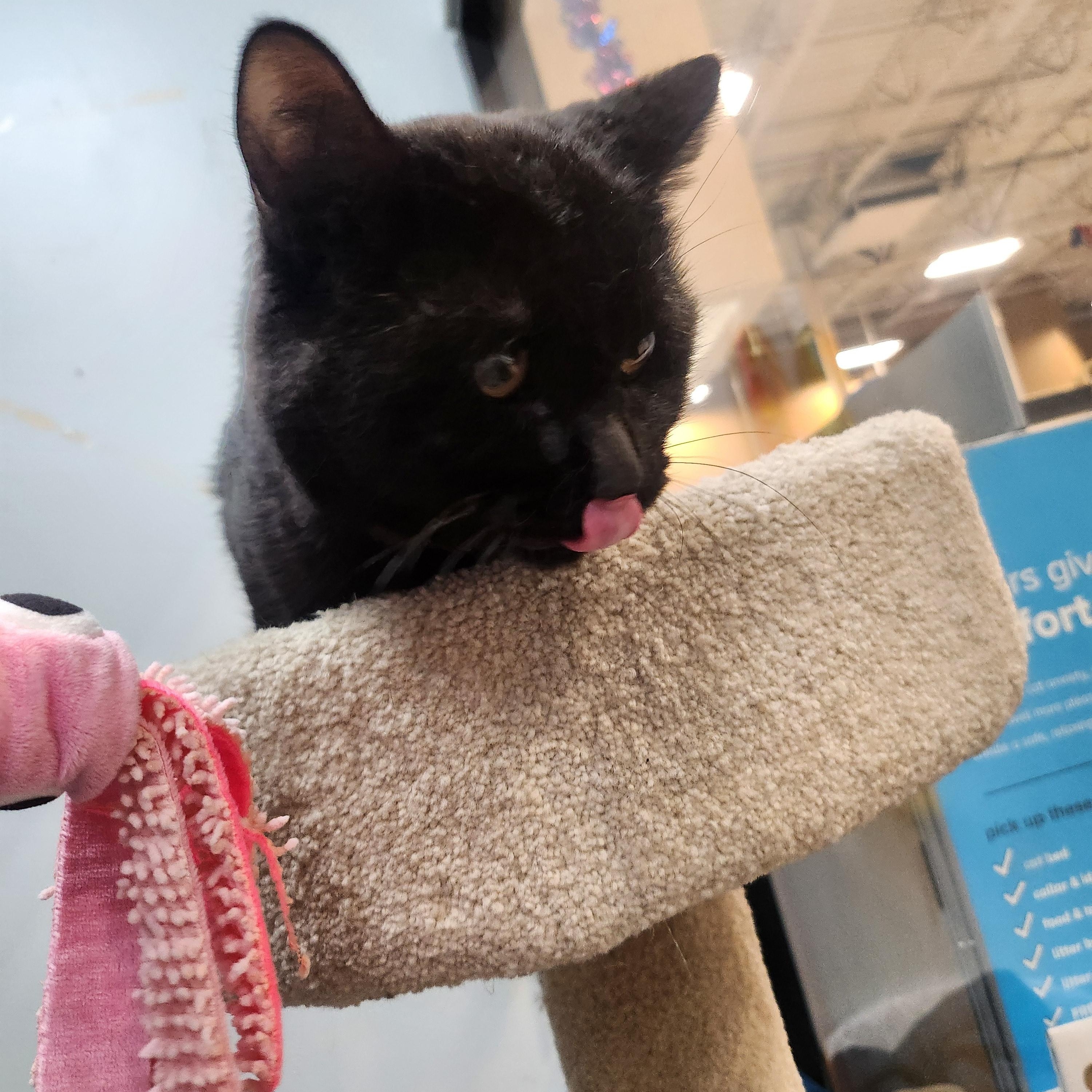 Bishop, ADOPTABLE, Adult Male Domestic Short Hair.