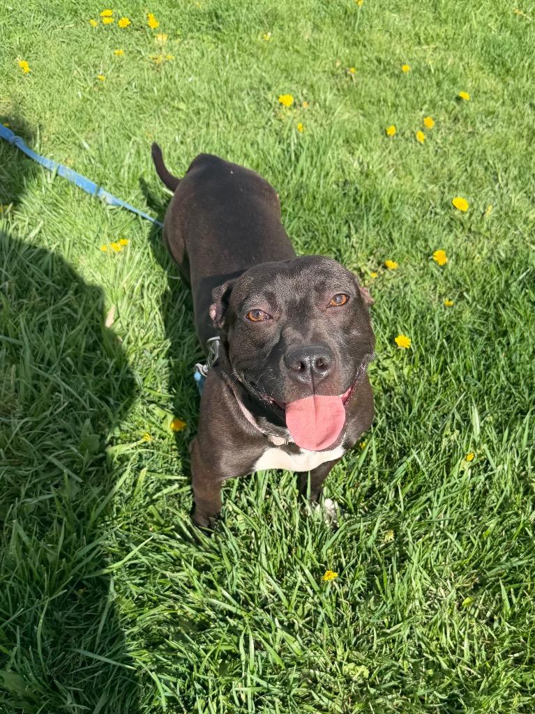 Mary-Kate, Adoptable, Young Female Mixed Breed.