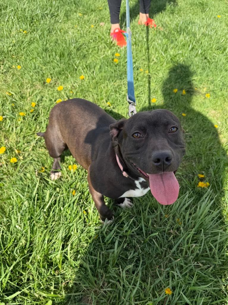 Enlarge Mary-Kate, a Adoptable mixed breed in Marion, OH image 2/2