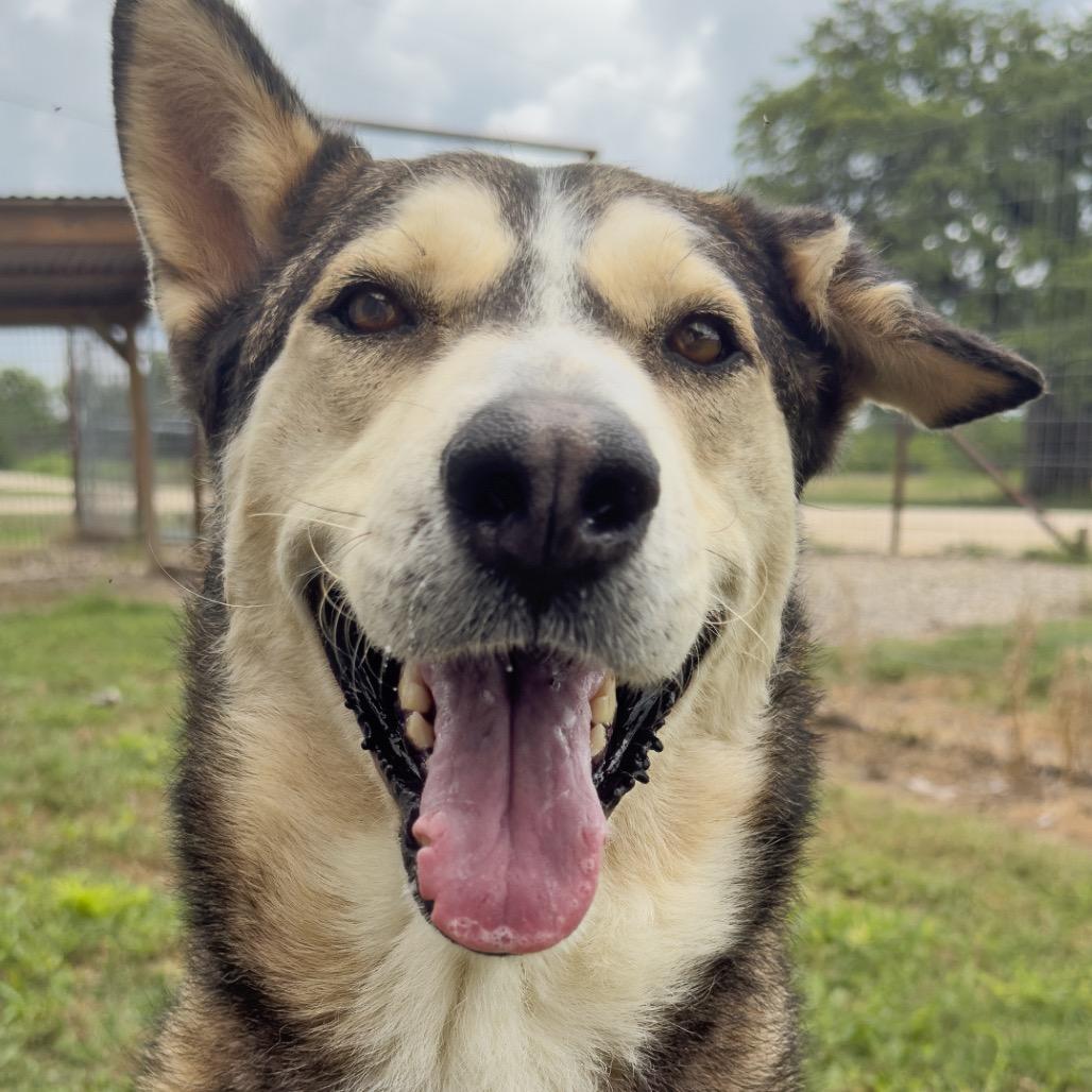 Cowboy, Adoptable, Adult Male Mixed Breed.