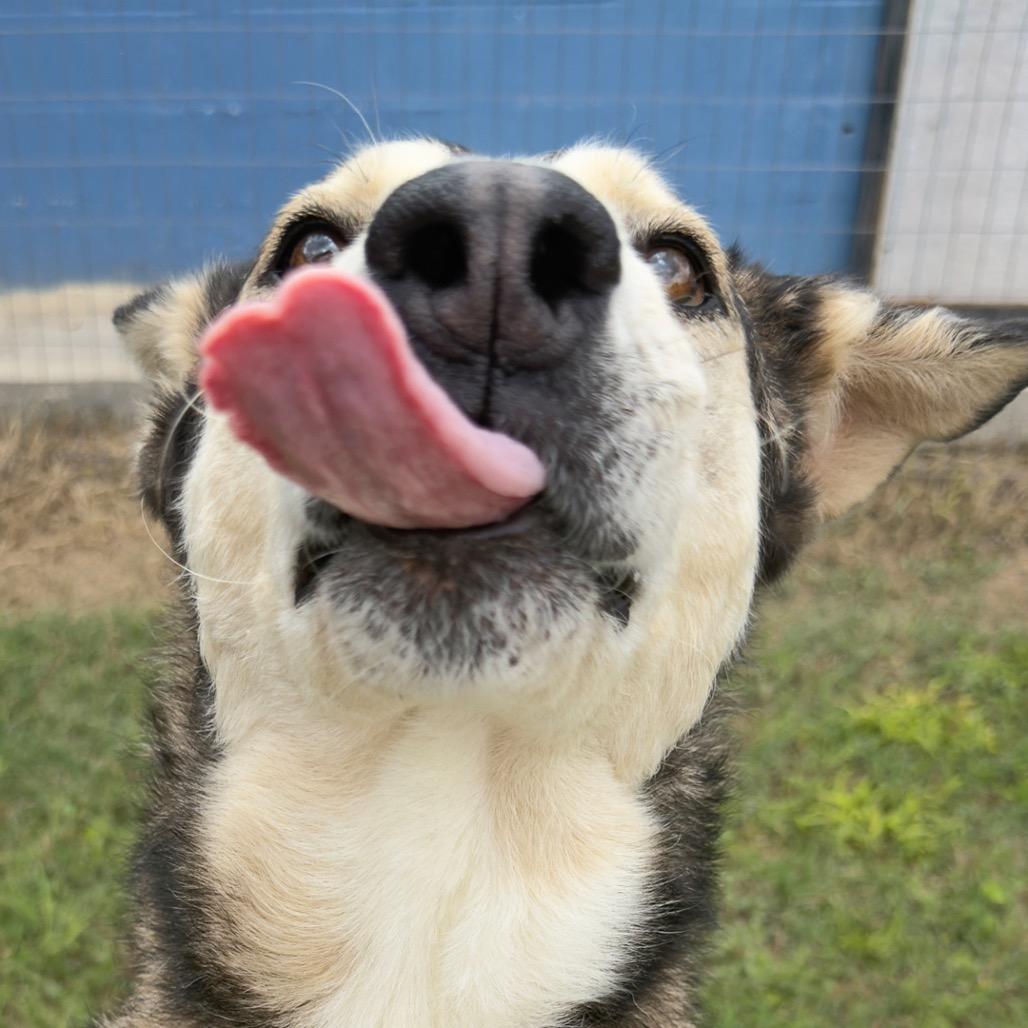 Cowboy, a Adoptable Mixed Breed in Leander, TX image 2/6