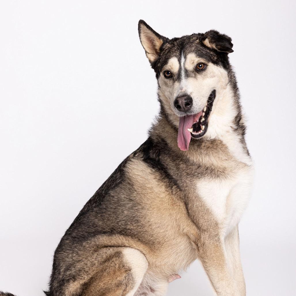 Cowboy, a Adoptable Mixed Breed in Leander, TX image 3/6