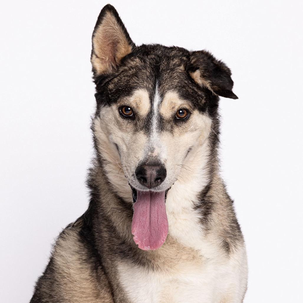 Cowboy, a Adoptable Mixed Breed in Leander, TX image 4/6