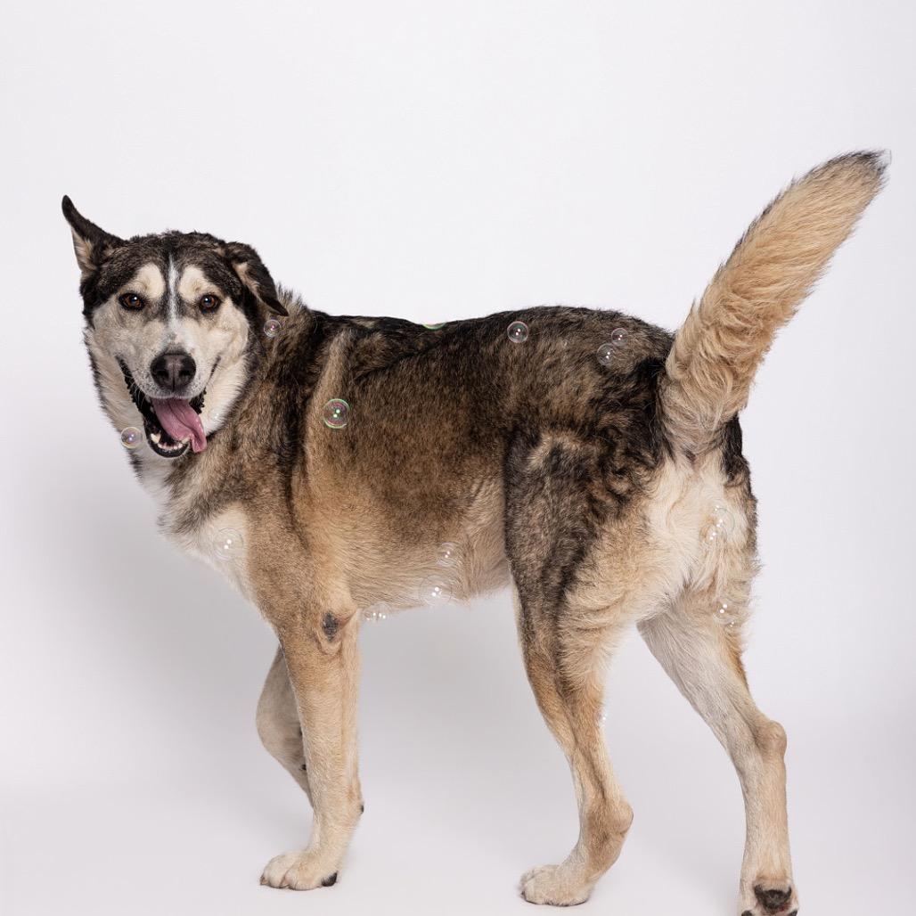Cowboy, a Adoptable Mixed Breed in Leander, TX image 5/6