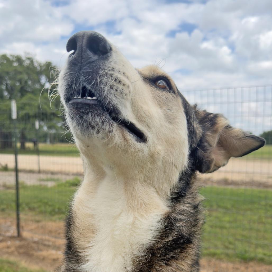 Cowboy, a Adoptable Mixed Breed in Leander, TX image 6/6