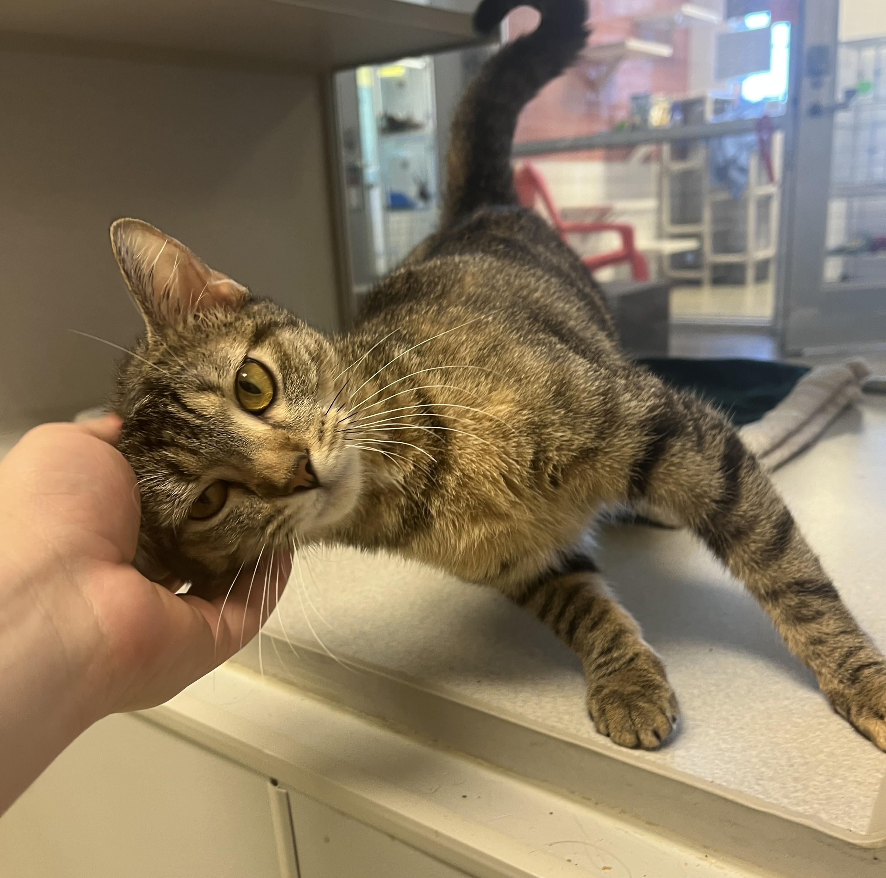 Sasha (Previously Rebel), an adoptable Domestic Short Hair in Cedar Rapids, IA image 1/3