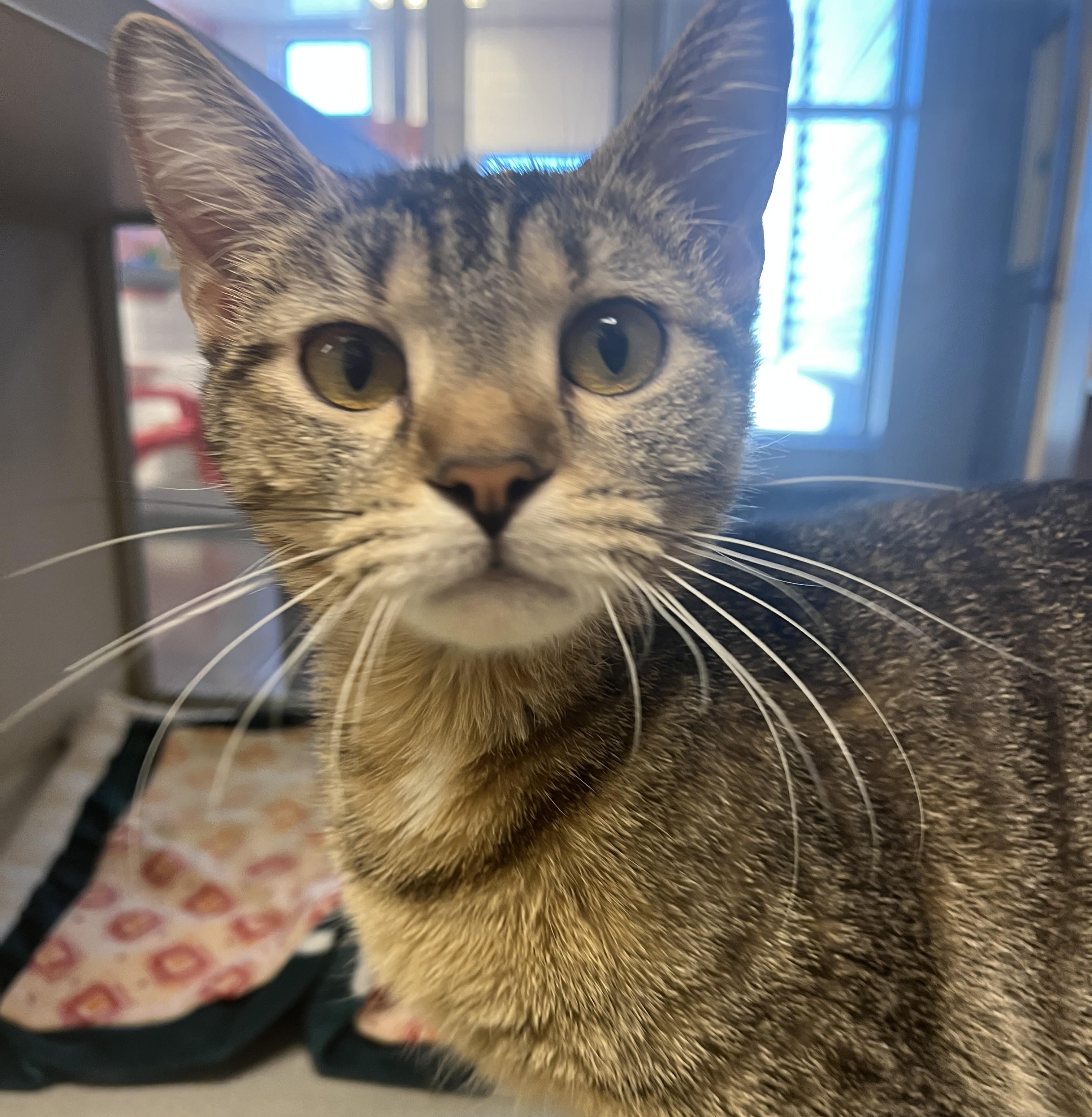Sasha (Previously Rebel), an adoptable Domestic Short Hair in Cedar Rapids, IA image 2/3