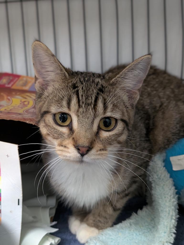 Molliah (Molly), Adoptable, Kitten Female Domestic Short Hair.