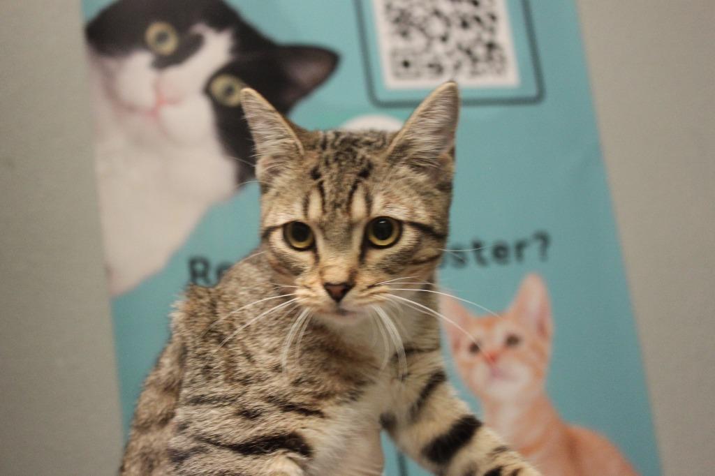 Enlarge Molliah (Molly), a Adoptable mixed breed in New Braunfels, TX image 2/2