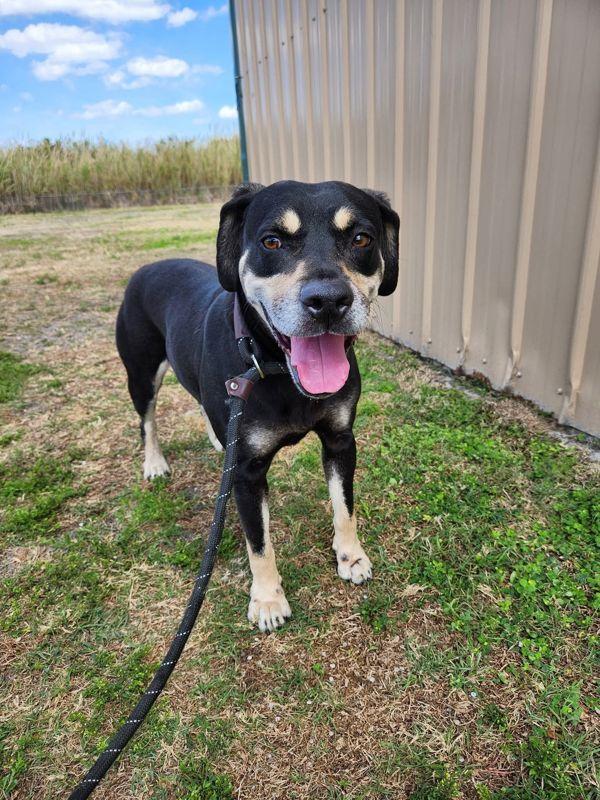 Benjamin, Adoptable, Adult Male Mixed Breed.