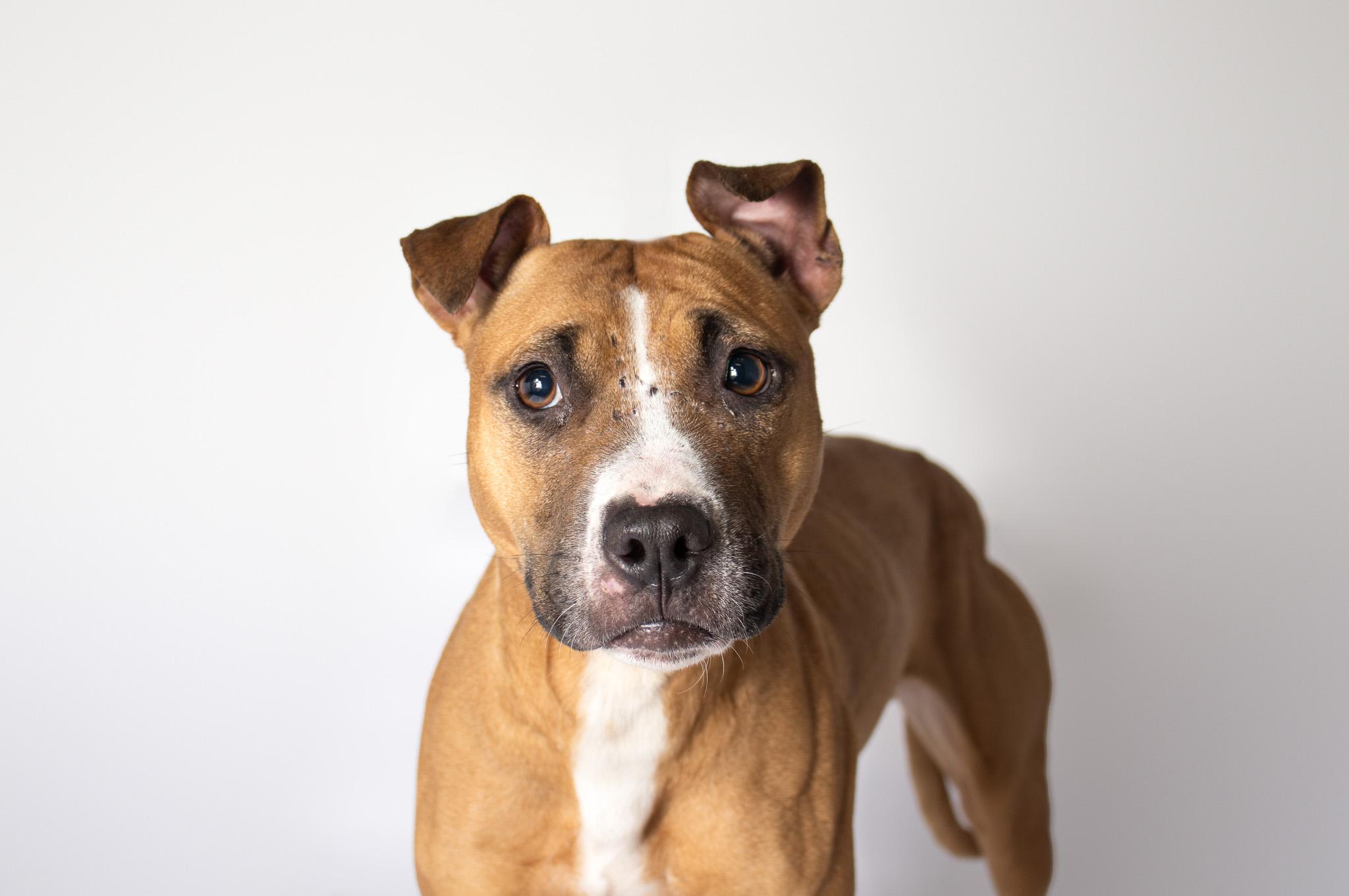 Enlarge Rasta , a ADOPTABLE mixed breed in Plaquemine, LA image 2/2
