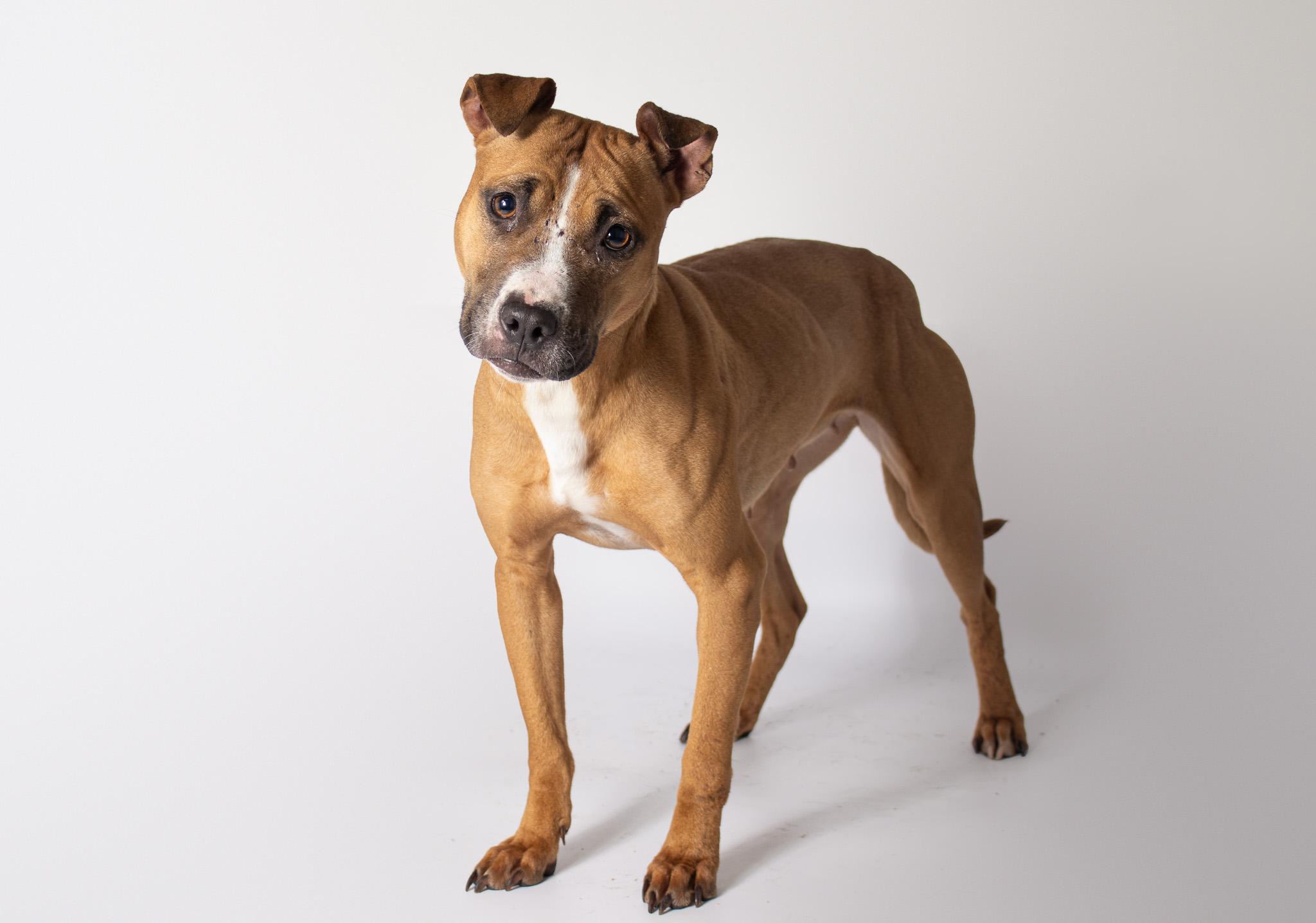 Enlarge Rasta , a ADOPTABLE mixed breed in Plaquemine, LA image 1/2