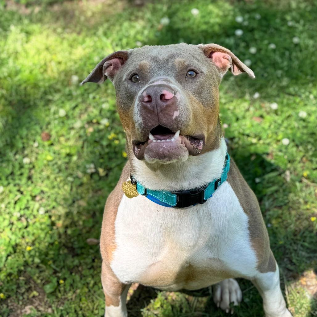 Reid, Adoptable, Adult Male Mixed Breed.