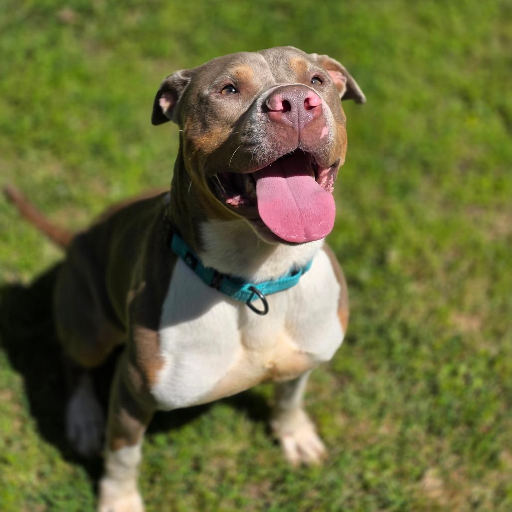 Enlarge Reid, a Adoptable Mixed Breed in Auburn, AL image 2/6