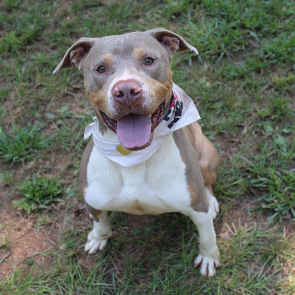 Enlarge Reid, a Adoptable Mixed Breed in Auburn, AL image 3/6