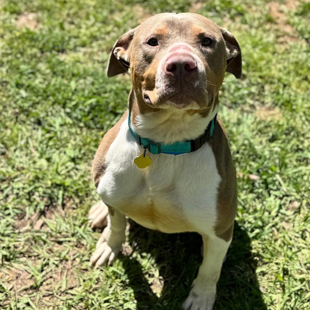 Enlarge Reid, a Adoptable Mixed Breed in Auburn, AL image 4/6